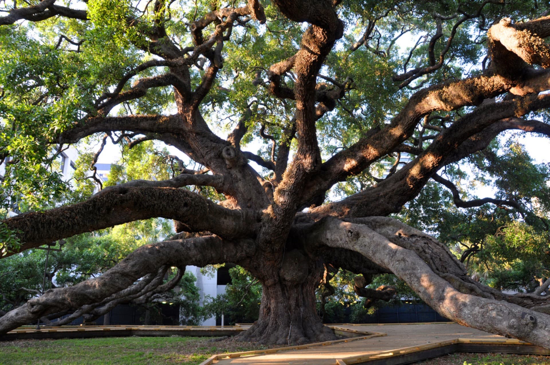 Historic Treaty Oak tree in San Marco, Jacksonville, FL — Health Pointe Jacksonville acupuncture clinic serves San Marco patients