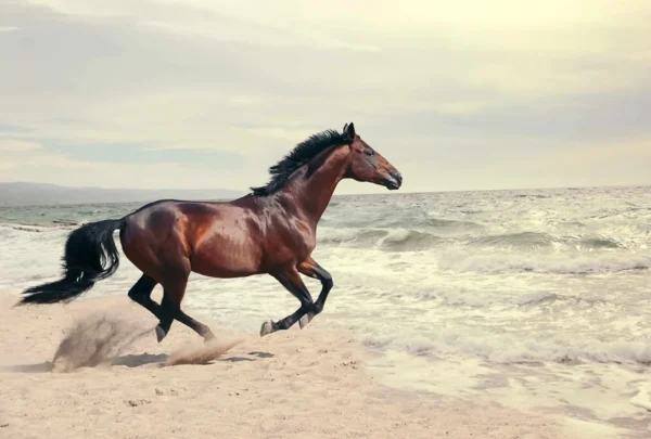 horse Horse running on beach