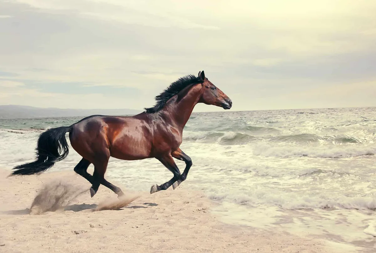 Horse running on beach
